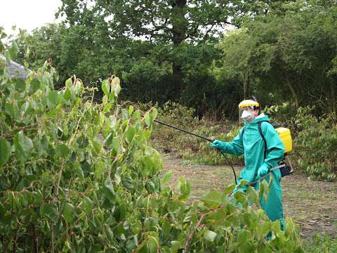 Wise Knotweed Solutions - Kinross photo